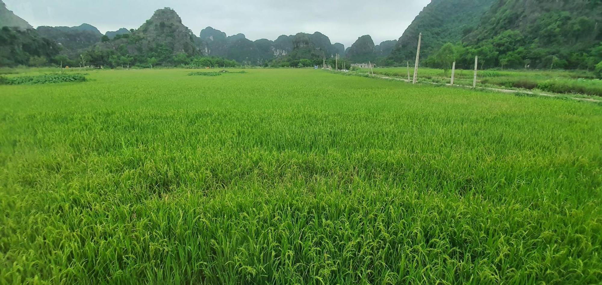 Trang An Rice Field Homestay Ninh Bình Kültér fotó